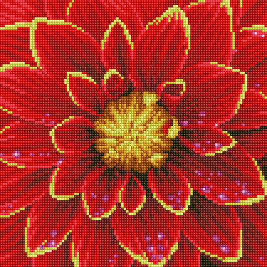 Dahlia 38.5X38.5