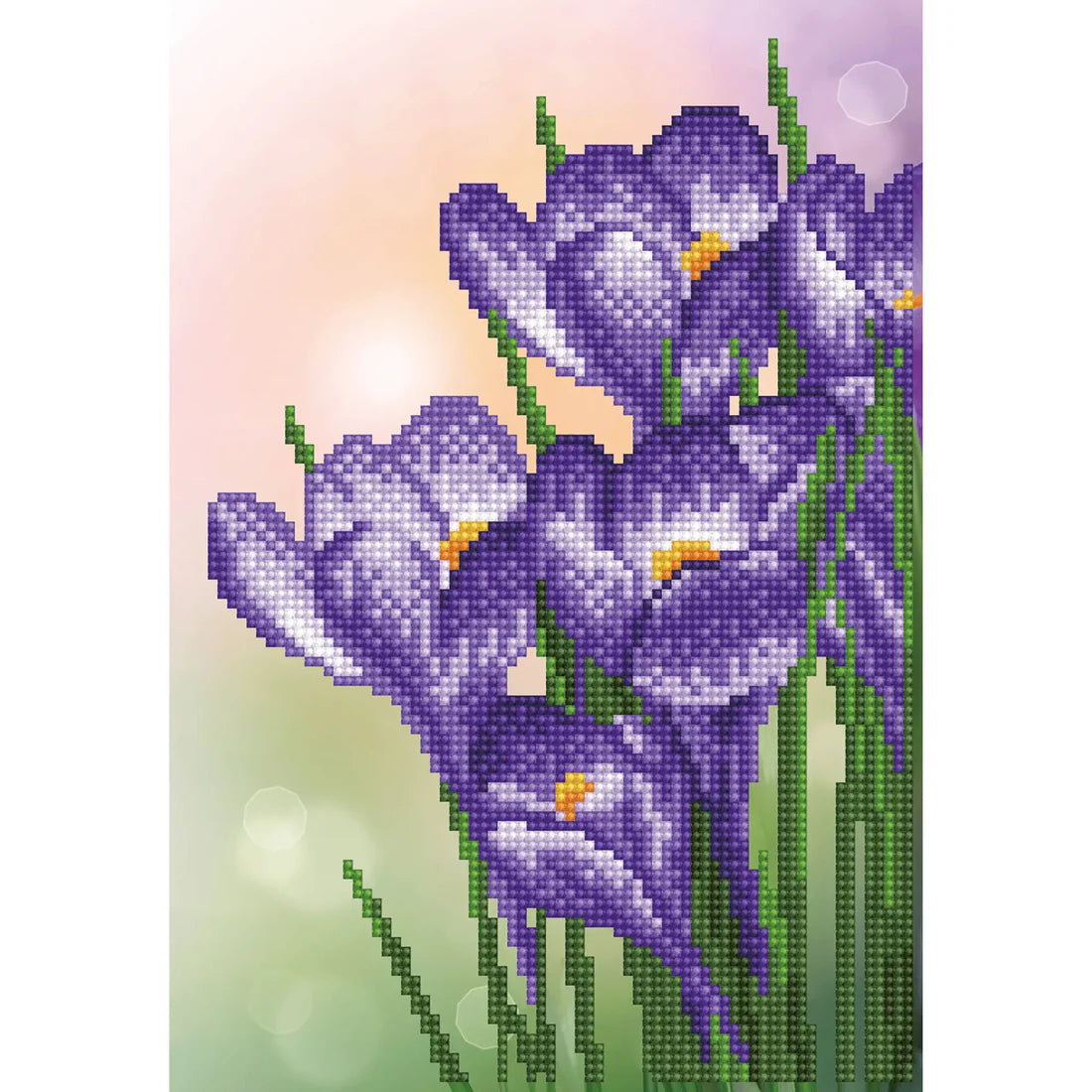 SPRING CROCUS (12.6" x 8.66" x 32cm x 22xm)
